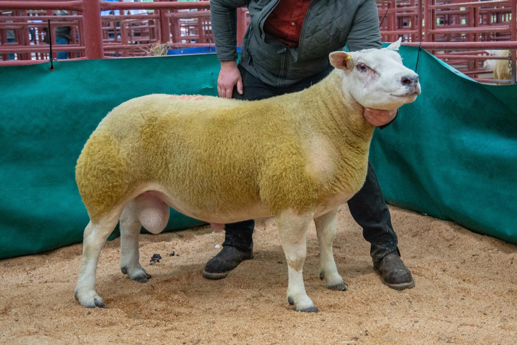 Ram Sales | Border Livestock Exchange