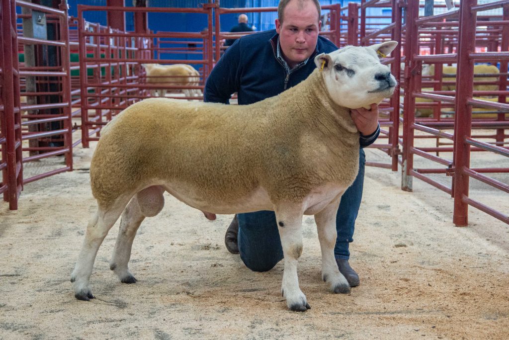 Ram Sales | Border Livestock Exchange