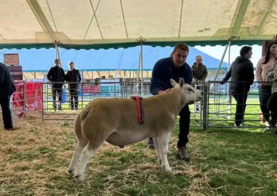 Kelso Ram Sales 2024