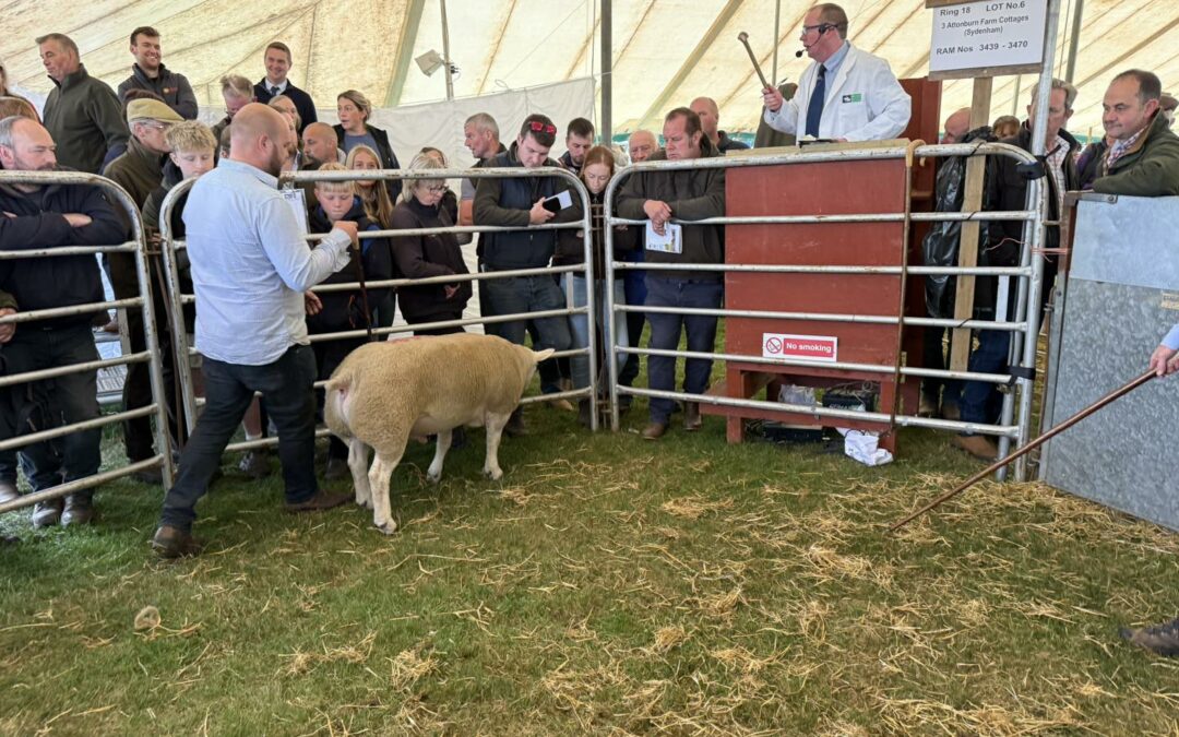 Kelso Ram Sales 2025