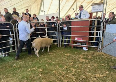 Kelso Ram Sales 2025