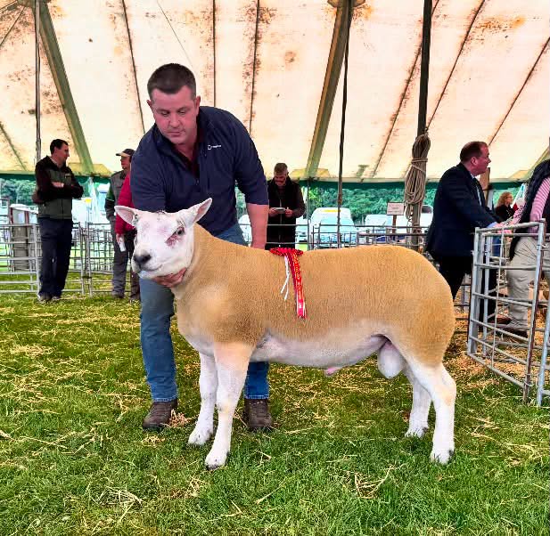 2026 Kelso Ram Sales Report
